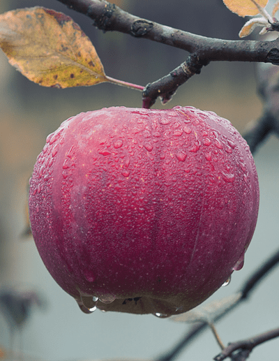 A beautiful photo of an apple