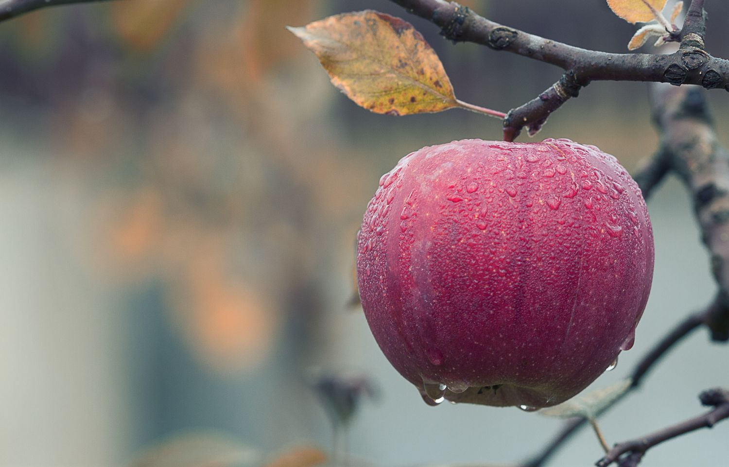 A beautiful photo of an apple